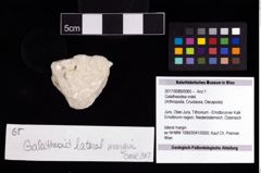 Foto (Objekt + Etikett) von Galatheoidea indet.  (NHMW-GEO-2017-0089-0065)
